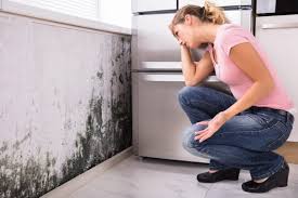 Trusted Laurel Hollow, NY Mold Prevention & Removal  Experts